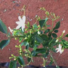 Image result for Jasminum fluminense