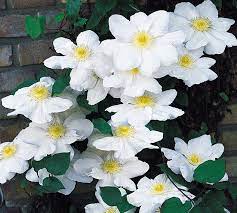 Check spelling or type a new query. Clematis Madame Le Coultre Degroot