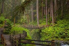 Olympic national park offers outdoor adventures, cultural experiences and serene, natural splendor. The 10 Best Olympic National Park Tours Tickets 2021 Seattle Viator
