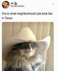 That Cat Is Proud Of His Hat Very Surprising And Yet He Does Look Good Funny Cat Memes Funny Animal Pictures Funny Animal Memes