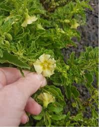 Image result for Physalis viscosa