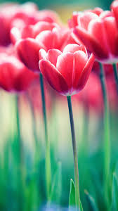 127 apple wallpapers (4k) 3840x2160 resolution. 1080p Images Iphone X Wallpaper 4k Spring