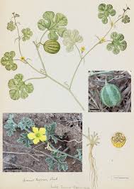 Image result for Cucumis quintanilhae