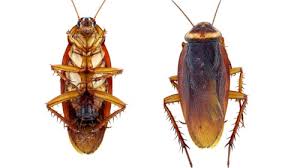 Je vis du rsa donc je vous comprend Ab 3d Intervient Pour Les Problemes De Blattes A Vergt