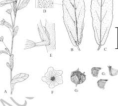 Image result for Sida rhombifolia