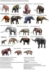Prehistoric Proboscids Ancient Animals Prehistoric Animals Extinct Animals