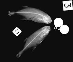 Image result for Blechnum attenuatum