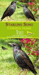 Bird Sounds Birds Singing Starling Bird Singing Bird Song Wild Nature Sounds Relaxation And Meditation Skvorec Penie Golosa Ptic Skvorcy Prileteli Zvu Animals Nature Sounds Nature