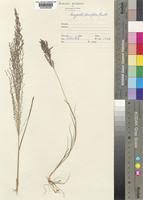 Image result for Eragrostis rotifer