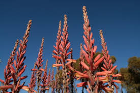 Image result for Aloe aculeata × globuligemma