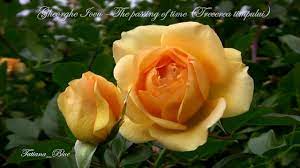 Locul de munca te oboseste, doresti sa scapi de stres pentru cateva vrei sa ai un somn linistit si sa te trezesti complet odihnit ? Gheorghe Iovu The Passing Of Time Trecerea Timpului Video Dailymotion