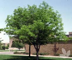 Once established, pistache makes an excellent, drought tolerant shade. Pistacia Chinensis Chinese Pistachio Trees Speciality Trees