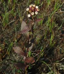 Image result for Micractis bojeri