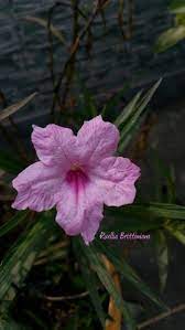 Ruellia Brittoniana Dayflower Only Bloom For A Single Day