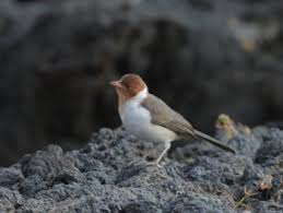 Maybe you would like to learn more about one of these? Yellow Billed Cardinal Birdforum Opus Birdforum
