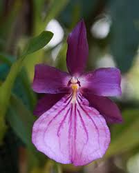 Image result for Polystachya ottoniana