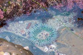 Best Tide Pools In San Diego Top 10 Beaches Local Tips La Jolla Mom La Jolla Tide Pools San Diego Travel San Diego Vacation