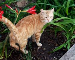 6 Reasons To Have Your Male Cat Neutered Catster Crystals in the urine are dangerous to cats, causing infection and inability to urinate. male cat neutered