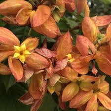 Image result for Mussaenda elegans