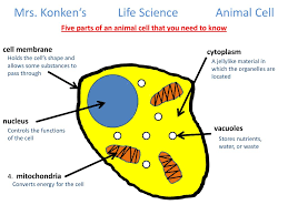 What are the 5 parts of an animal cell. Five Parts Of An Animal Cell That You Need To Know Ppt Download