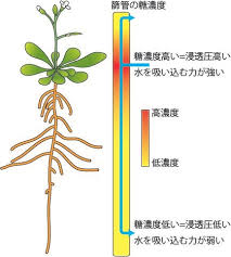 植物の炭素代謝 Arayatakaos Jimdo Page