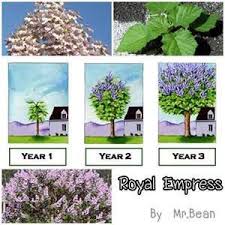 Check spelling or type a new query. Image Search Results For Royal Empress Tree Dream Garden Garden Backyard