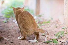 You can stop heat cycles permanently by spaying; Male Cat Behavior Characteristics Lovetoknow