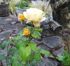▶ 'barbara bush' is een winterharde, grootbloemige hybride theeroos die bloemen produceert in een mix van bloos tot ivoorwit en roze zalmroze. Opcger4npso9im