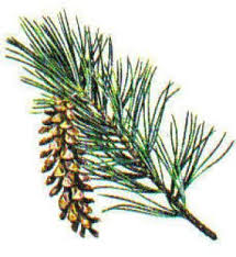 All Of The Evergreens Tree Identification Conifers Conifer Trees