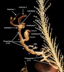 Maybe you would like to learn more about one of these? Morphology Biology Wikipedia