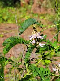 Image result for Abrus fruticulosus