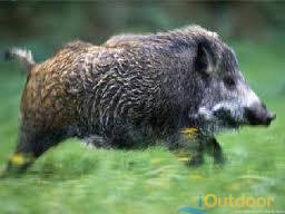 The apalachicola wildlife management area (564,000 acres) in franklin, leon, liberty, and wakulla counties is part of the vast apalachicola national forest and offers good hog hunting. Hog Hunting In Florida Ioutdoors Hunting Outdoor Adventures