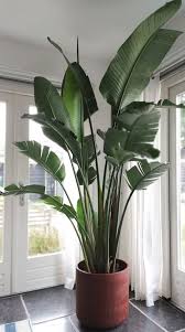 Pflanze Topfpflanze Wohnzimmer Dekoration Wohnzimmer Topfpflanze Innen Big Indoor Plants House Plants Indoor House Plants Decor