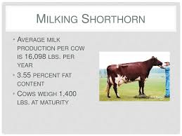 What is the best feed for dairy cattle? Veterinary Science Program Ppt Download