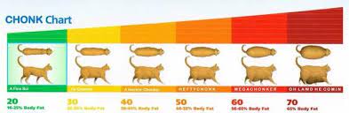 Pin On Healthy Cat