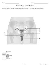 Human female reproductive system cloze worksheet Female Reproductive System Grades 11 12 Free Printable Tests And Worksheets Helpteaching Com