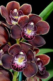 Cymbidium Mini Wonder Chocolate Flickr C Species Orchidslas Plantas Actaºan Dependiendo Del Tiemp In 2020 Cymbidium Orchids Care Orchid Flower Types Of Orchids