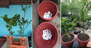 Pokok getah (hevea brasiliensis) ialah pokok dalam famili euphorbiaceae dan ahli terpenting dalam genus hevea. Tip Alihkan Pokok Yang Baru Dibeli Ke Pasu Atau Bekas Lebih Besar Supaya Pokok Kekal Subur Tengok Daunnya Dulu Vanilla Kismis