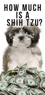 • as the shih tzu puppy advances in age, its hair color can either fade or turn into gray. How Much Is A Shih Tzu Budgeting For Buying And Raising Your Pup