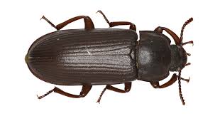 Erfahren sie hier, was den käfer. Detia Degesch Gmbh