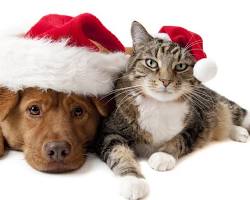 dog and a cat wearing Santa hatsの画像