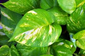 Free hq photos about pond. Gmo Houseplant Purifies Air Will People Buy It Garden Myths