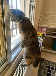 30 Photos Of Pets Being The Only Nosey Neighbors You Can T Be Annoyed At Bored Panda