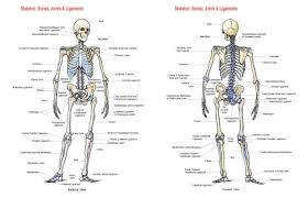 There are five main shapes of bones: Skeleton Bones Joints And Ligaments Chart Flash Anatomy 9781878576200 Amazon Com Books