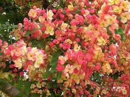 Maybe you would like to learn more about one of these? How To Take Hawaii Plants Back To The U S Mainland Hawaii Magazine