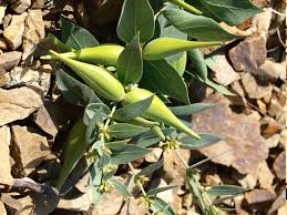 Image result for Ancylobothrys scandens