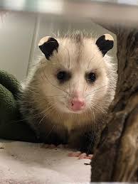 Ο χρήστης Wild Care Cape Cod πρόσθεσε...