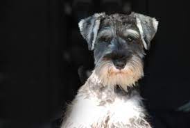 View our wide variety of dogs and puppies for sale at petland dallas, texas pet store! Belmont Boutique Miniature Schnauzers Home Facebook