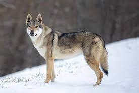 But there are a few caveats…wolfdogs are not dogs, and won't behave like a dog, they will behave more like a wolf. Czechoslovakian Wolfdog Croatia Fon Torcidien Kennel Home Facebook