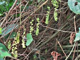 Image result for Alchornea cordifolia